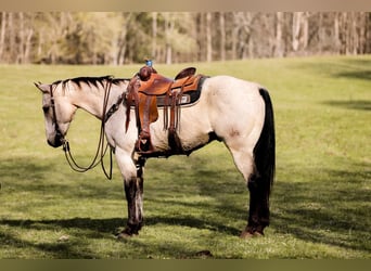 American Quarter Horse, Wallach, 11 Jahre, 157 cm, Buckskin