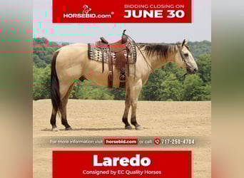 American Quarter Horse, Wallach, 11 Jahre, 157 cm, Buckskin
