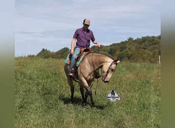 American Quarter Horse, Wallach, 11 Jahre, 157 cm, Buckskin