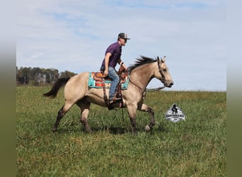 American Quarter Horse, Wallach, 11 Jahre, 157 cm, Buckskin