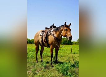 American Quarter Horse, Wallach, 11 Jahre, 157 cm, Falbe