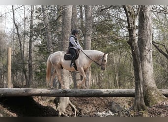 American Quarter Horse, Wallach, 11 Jahre, 157 cm, Palomino