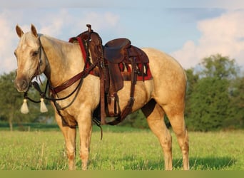 American Quarter Horse, Wallach, 11 Jahre, 157 cm, Palomino
