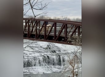 American Quarter Horse, Wallach, 11 Jahre, 157 cm, Palomino