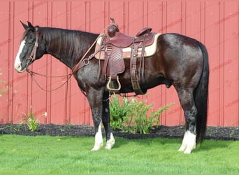 American Quarter Horse, Wallach, 11 Jahre, 157 cm, Rappe