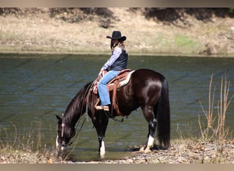 American Quarter Horse, Wallach, 11 Jahre, 157 cm, Rappe