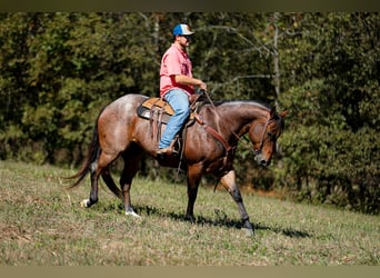 American Quarter Horse, Wallach, 11 Jahre, 157 cm, Roan-Bay