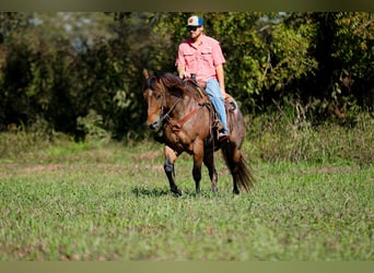 American Quarter Horse, Wallach, 11 Jahre, 157 cm, Roan-Bay