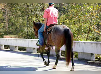 American Quarter Horse, Wallach, 11 Jahre, 157 cm, Roan-Bay