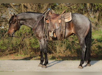 American Quarter Horse, Wallach, 11 Jahre, 157 cm, Roan-Bay
