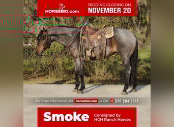 American Quarter Horse, Wallach, 11 Jahre, 157 cm, Roan-Bay