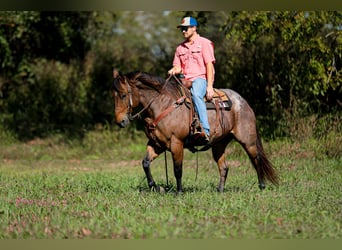 American Quarter Horse, Wallach, 11 Jahre, 157 cm, Roan-Bay