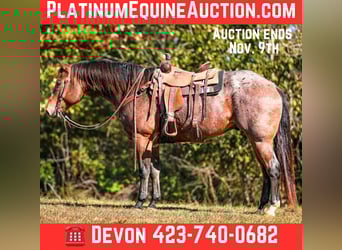 American Quarter Horse, Wallach, 11 Jahre, 157 cm, Roan-Bay