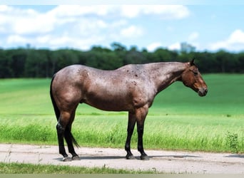 American Quarter Horse, Wallach, 11 Jahre, 157 cm, Roan-Bay