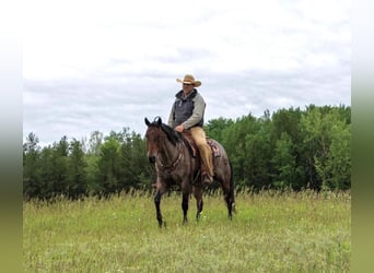 American Quarter Horse, Wallach, 11 Jahre, 157 cm, Roan-Bay