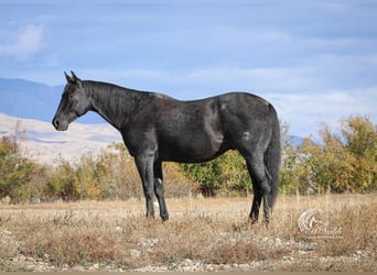American Quarter Horse, Wallach, 11 Jahre, 157 cm, Roan-Blue