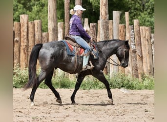 American Quarter Horse, Wallach, 11 Jahre, 157 cm, Roan-Blue