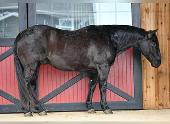 American Quarter Horse, Wallach, 11 Jahre, 157 cm, Roan-Blue