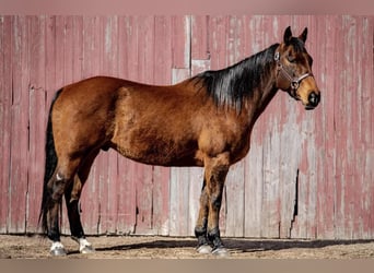American Quarter Horse, Wallach, 11 Jahre, 157 cm, Rotbrauner