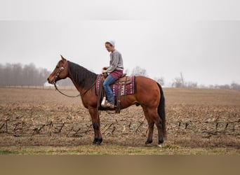 American Quarter Horse, Wallach, 11 Jahre, 157 cm, Rotbrauner