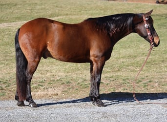 American Quarter Horse, Wallach, 11 Jahre, 157 cm, Rotbrauner