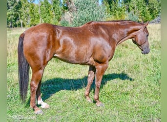 American Quarter Horse, Wallach, 11 Jahre, 157 cm, Rotfuchs