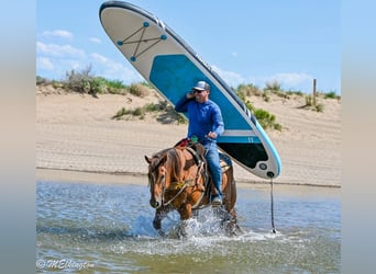 American Quarter Horse, Wallach, 11 Jahre, 157 cm, Rotfuchs