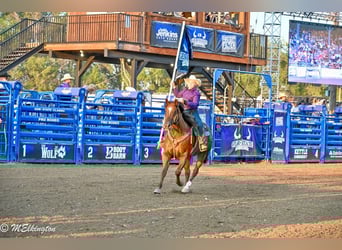 American Quarter Horse, Wallach, 11 Jahre, 157 cm, Rotfuchs