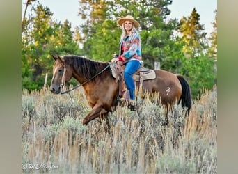 American Quarter Horse, Wallach, 11 Jahre, 157 cm, Rotfuchs