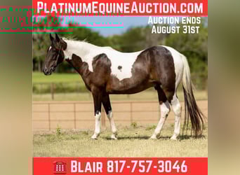 American Quarter Horse, Wallach, 11 Jahre, 157 cm, Tobiano-alle-Farben