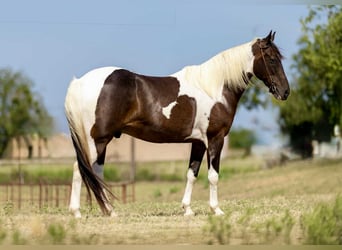 American Quarter Horse, Wallach, 11 Jahre, 157 cm, Tobiano-alle-Farben