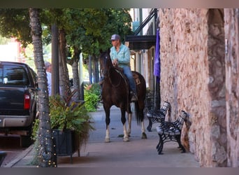 American Quarter Horse, Wallach, 11 Jahre, 157 cm, Tobiano-alle-Farben
