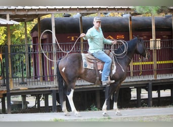 American Quarter Horse, Wallach, 11 Jahre, 157 cm, Tobiano-alle-Farben