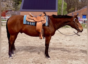 American Quarter Horse, Wallach, 11 Jahre, 158 cm, Dunkelbrauner