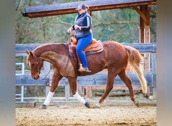 American Quarter Horse, Wallach, 11 Jahre, 160 cm, Fuchs