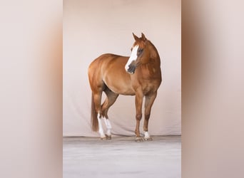 American Quarter Horse, Wallach, 11 Jahre, 160 cm, Fuchs