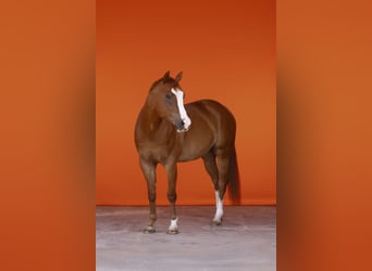 American Quarter Horse, Wallach, 11 Jahre, 160 cm, Fuchs