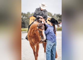 American Quarter Horse, Wallach, 11 Jahre, 160 cm, Fuchs