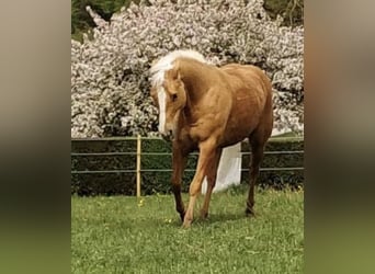 American Quarter Horse, Wallach, 11 Jahre, 160 cm, Palomino
