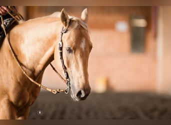 American Quarter Horse, Wallach, 11 Jahre, 160 cm, Palomino
