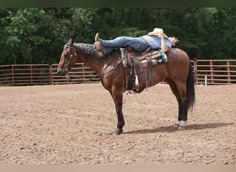 American Quarter Horse, Wallach, 11 Jahre, 160 cm, Roan-Bay