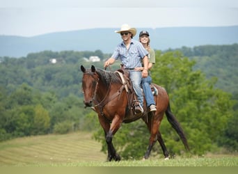American Quarter Horse, Wallach, 11 Jahre, 160 cm, Roan-Bay