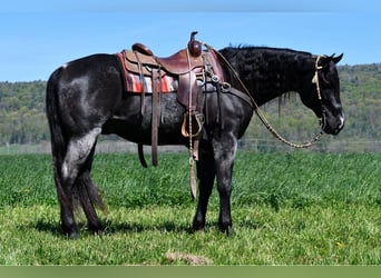 American Quarter Horse, Wallach, 11 Jahre, 160 cm, Roan-Blue
