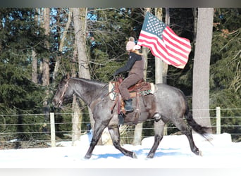 American Quarter Horse, Wallach, 11 Jahre, 160 cm, Roan-Blue