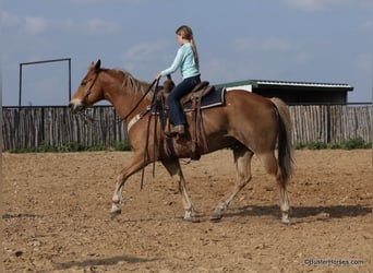 American Quarter Horse, Wallach, 11 Jahre, 160 cm, Rotfuchs