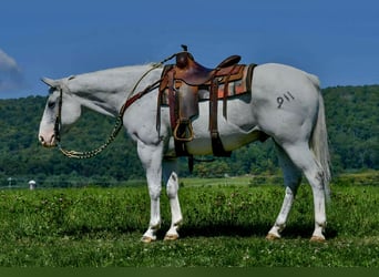 American Quarter Horse, Wallach, 11 Jahre, 160 cm, Schimmel