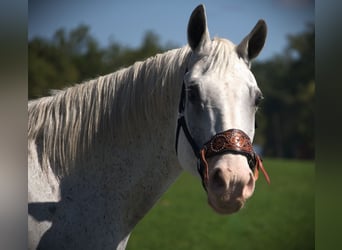 American Quarter Horse, Wallach, 11 Jahre, 160 cm, Schimmel