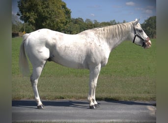 American Quarter Horse, Wallach, 11 Jahre, 160 cm, Schimmel