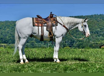 American Quarter Horse, Wallach, 11 Jahre, 160 cm, Schimmel