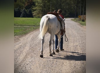 American Quarter Horse, Wallach, 11 Jahre, 160 cm, Schimmel